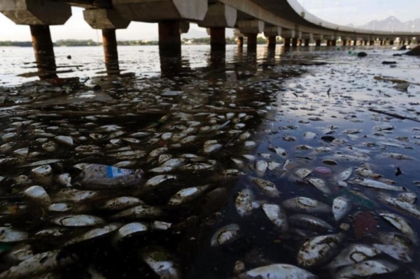 Hình trên là Vịnh Guanabara ở Rio de Janeiro, Brazil, cá chết hàng loạt vì nước quá ô nhiễm.