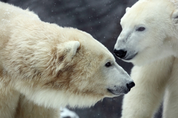   Gấu Bắc cực giao tiếp bằng cách chạm mũi vào nhau  