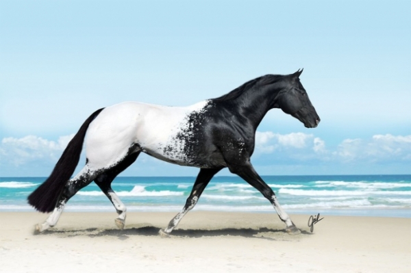   Một giống ngựa màu được gọi là Appaloosa là rất phổ biến ở Hoa Kỳ  