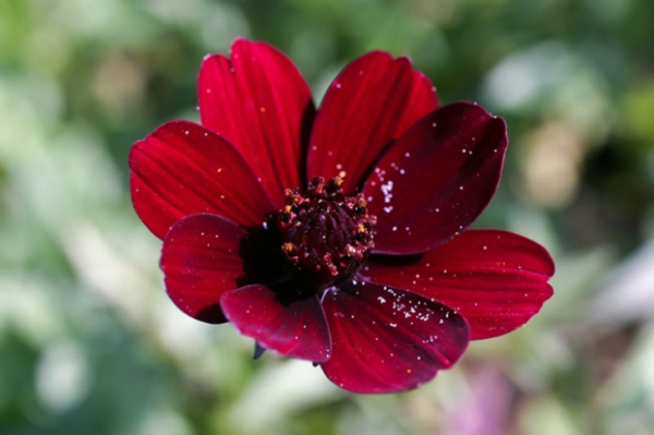 10 loại hoa đẹp và hiếm nhất trên thế giới, loài số 5 nghe tên đã ám ảnh 2