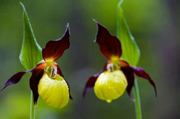 10 loại hoa đẹp và hiếm nhất trên thế giới, loài số 5 nghe tên đã ám ảnh 5