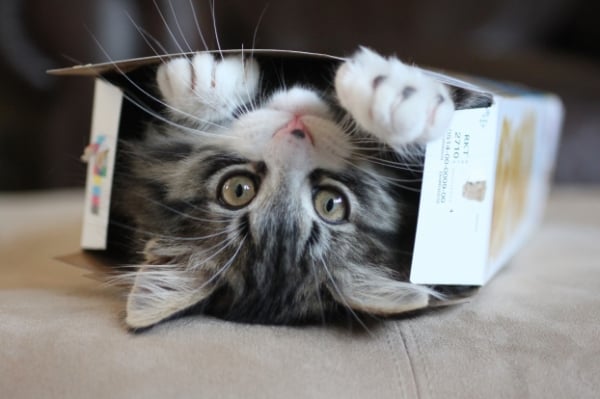Vì sao lũ mèo lại có đam mê bất tận với các loại thùng hay hộp giấy? 0