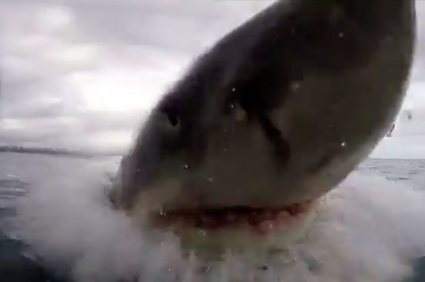 Video cận cảnh cá mập trắng tấn công điên cuồng khiến du khách hoảng loạn 1