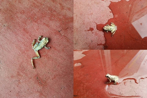 Con ếch này tưởng đã chết khô trên sàn nhà, nhưng khi vừa đổ nước, nó như hồi tỉnh