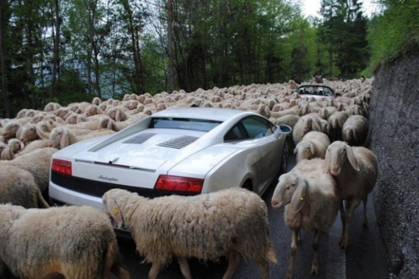   Những đàn cừu cản trở giao thông  