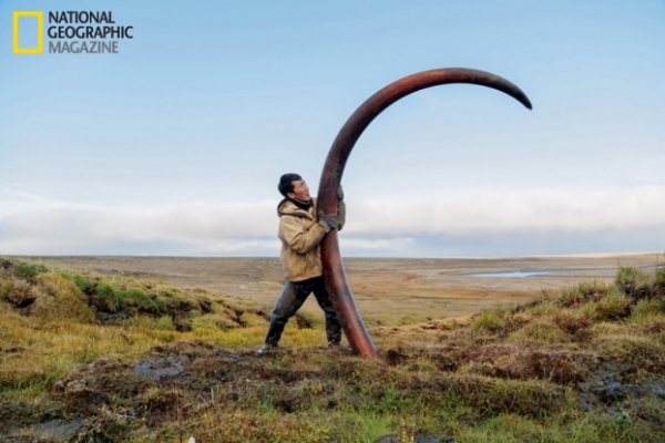   Chiếc ngà của voi mamut thời tiền sử được tìm thấy sau hàng ngàn năm bị đóng băng dưới đáy sông Siberia  
