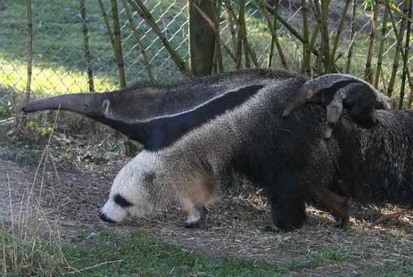   Chân của Anteater thực sự là gấu panda  