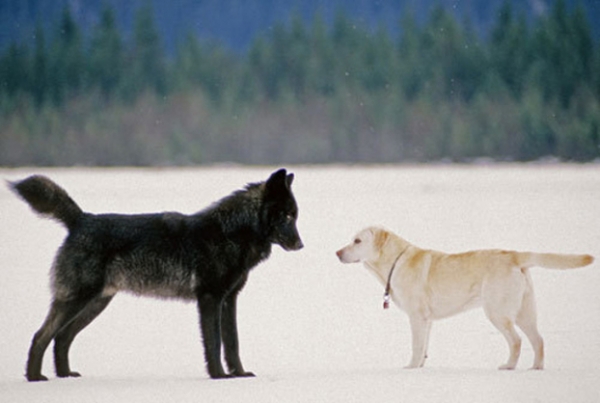   Một con sói so với một con chó labrador  