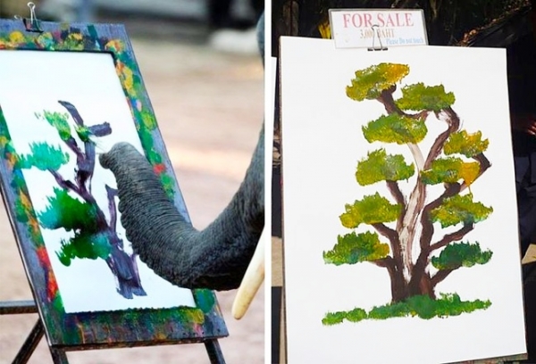   Nhiều chú voi có tài năng vẽ. Họ có thể vẽ chân dung, hình ảnh của thiên nhiên, và thậm chí có thể làm việc trên cùng một bức tranh với nhau  