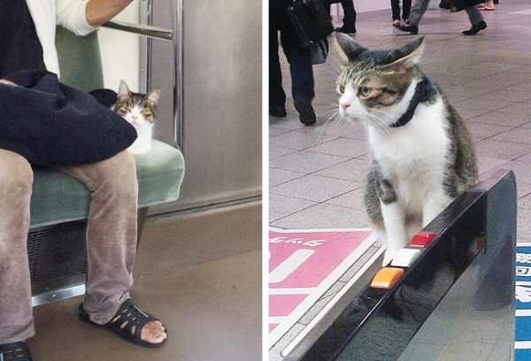   Trên tàu điện ngầm Nhật Bản, có một hành khách bất thường. Con mèo này thực sự lịch sự: anh ta cố gắng không chiếm quá nhiều không gian, luôn luôn rời khỏi trạm của mình, và không bao giờ gây rắc rối cho người khác. Con mèo đã sử dụng phương tiện giao thông công cộng trong nhiều năm  