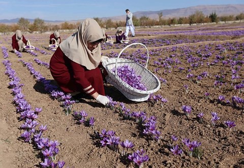 Iran là quốc gia có sản lượng thu hoạch hoa nghệ tây cao nhất thế giới