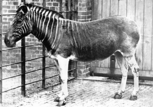   Bức ảnh duy nhất được biết đến của một con ngựa vằn ở Sở thú London, 1870  