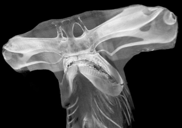   Đầu chụp X-quang đầu cá mập đầu búa  