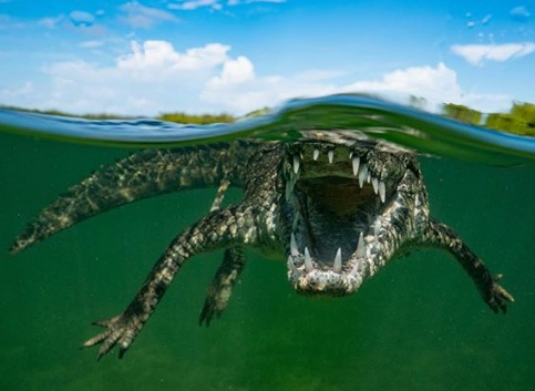   Một con cá sấu Mỹ  