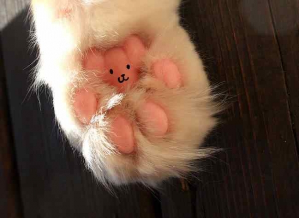  Đây không phải là chân mèo, đây là một chú gấu bông  