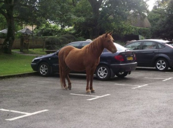   Con ngựa đứng nghiêm chỉnh ở đúng vị trí đỗ một xe  