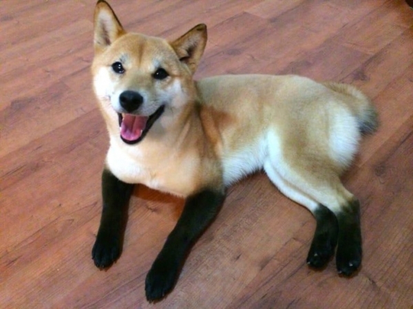 Một con chó với bàn chân như đeo tất