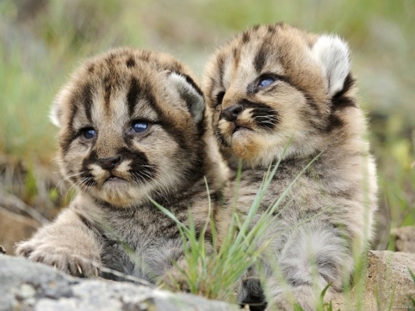   Hai bé sư tử con siêu dễ thương  