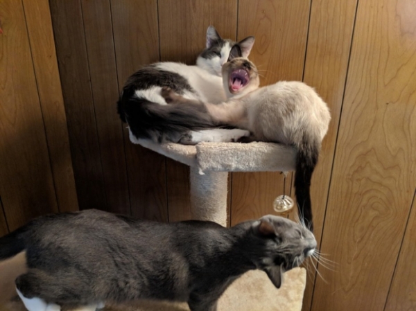   Khi tôi muốn chụp một bức ảnh 3 con mèo ngủ thì bất chợt một con tỉnh dậy  