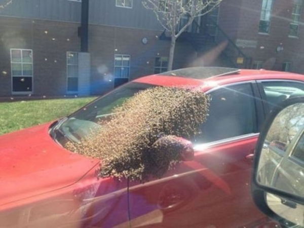   Một con ong chúa đã mắc kẹt, thế là cả bầy ong bám theo chiếc xe của tôi cả ngày  