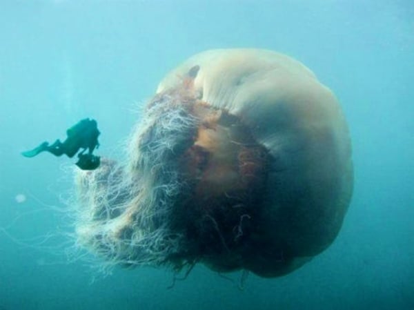   Một loài sứa khổng lồ  