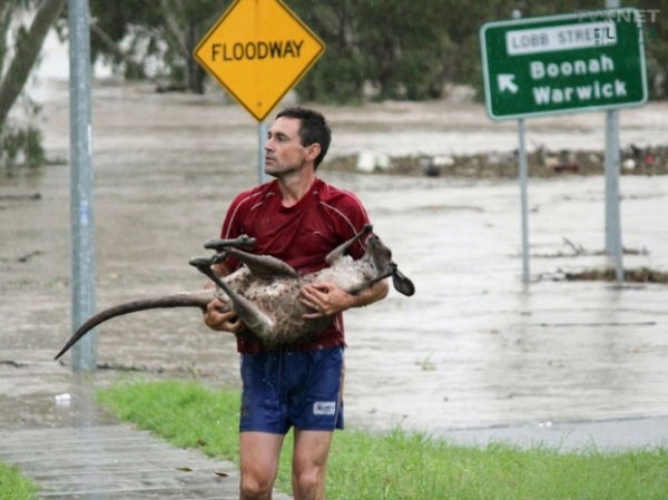   Một anh chàng cứu một con kangaroo khỏi nước lũ ở Úc  