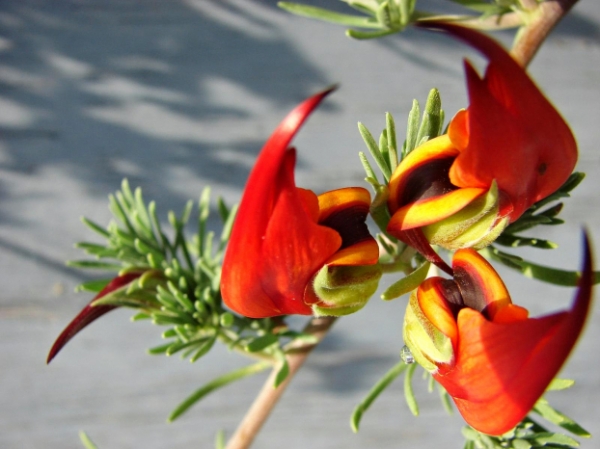 10 loại hoa đẹp và hiếm nhất trên thế giới, loài số 5 nghe tên đã ám ảnh 6