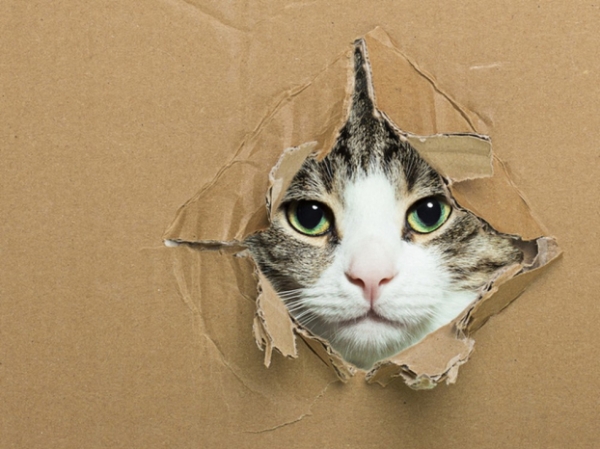 Vì sao lũ mèo lại có đam mê bất tận với các loại thùng hay hộp giấy? 1