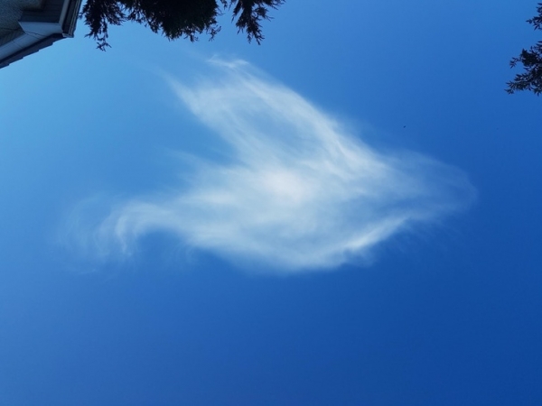 Một áng mây trôi có hình cánh chim