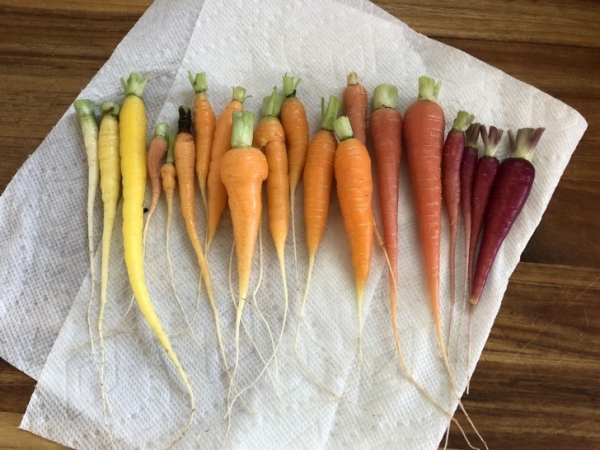 Những củ cà rốt mới thu hoạch trong cùng một mùa vụ