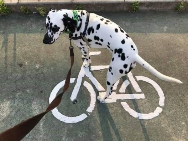 Một con chó biết đi xe đạp