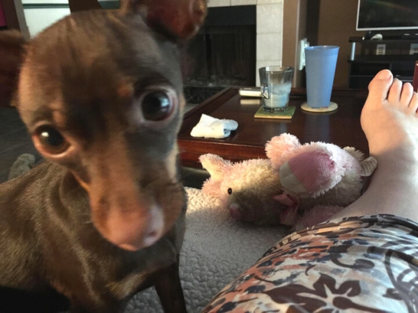 Dobby chỉ mang cho tôi chú thỏ màu hồng của mình khi tôi không khỏe. Đó là chú thỏ chúng tôi đã mua cho nàng ấy khi nàng ấy bị bệnh.