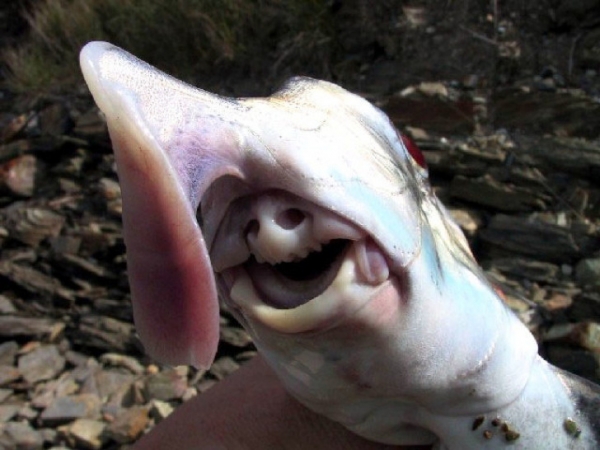 Một loại cá sụn,  thuộc họ Holocephali. Loài cá này được tìm thấy ở miền nam Australia, Tasmania, và ở phía nam của Đông Cape và Kaipara Harbour ở New Zealand