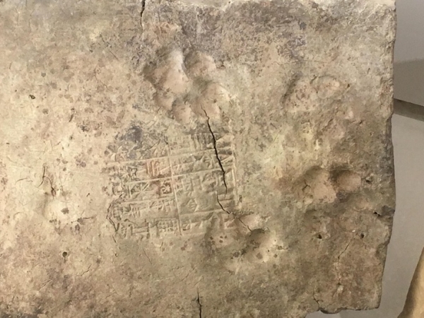 Một con chó của chó Pererian 4.000 tuổi in trên một dòng chữ