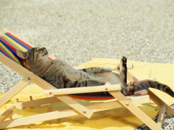   Mèo đang tắm nắng  