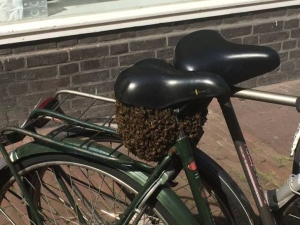   Tổ ong này đã tìm một nơi làm tổ, và người ta không nỡ phá hỏng nó  
