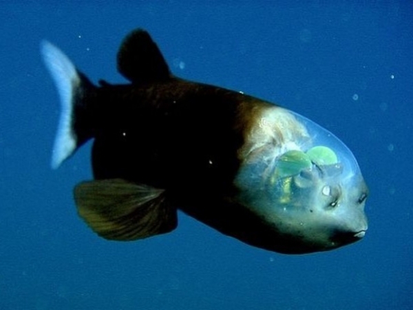   Đây là cá nòng, cá biển sâu nhỏ với đôi mắt hình thùng và đầu trong suốt  