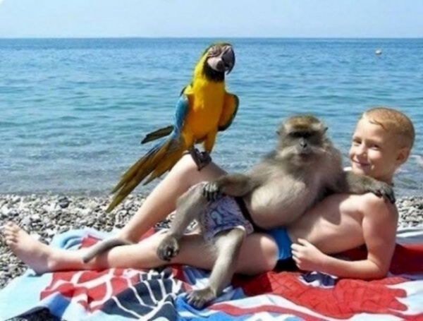   Khi một con khỉ lôi cuốn trở thành trung tâm của bức ảnh  