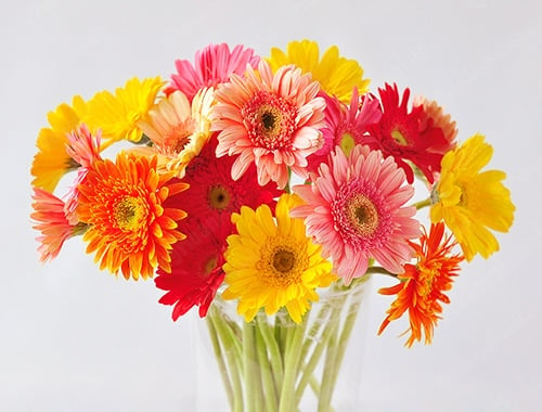 Gợi ý 7 loại hoa tặng vợ nhân ngày 20/10, các anh chồng khỏi đau đầu suy nghĩ 4