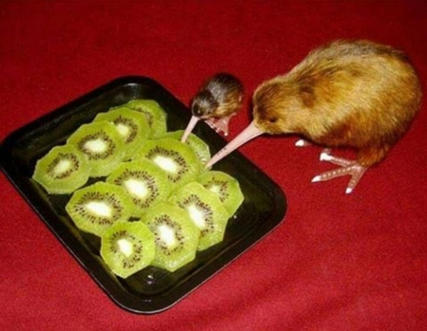   Chim chóc cũng thích kiwi  