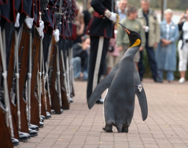   Lễ hội hiệp sĩ của chú chim cánh cụt Sir Nils Olav. Nils Olav, một chú chim cánh cụt sống ở Sở thú Edinburgh, được thăng chức lên Đại tá trưởng của Vệ binh Na Uy năm 2005 và được phong tước hiệp sĩ năm 2008.  