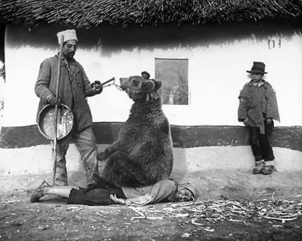   Gypsies sử dụng một con gấu như một masseur, 1946  