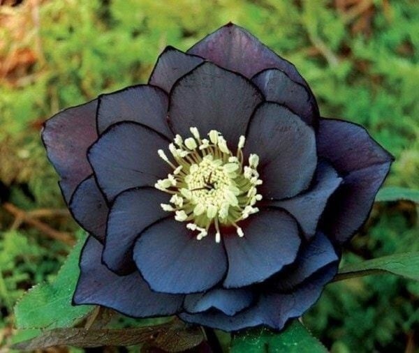   Một loại hoa màu đen  
