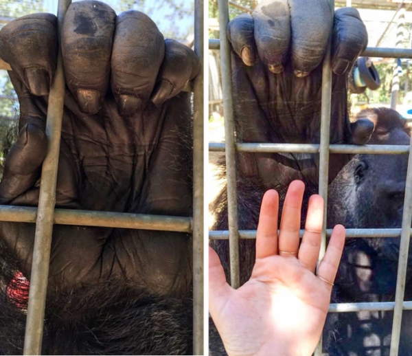   Bàn tay Gorilla  