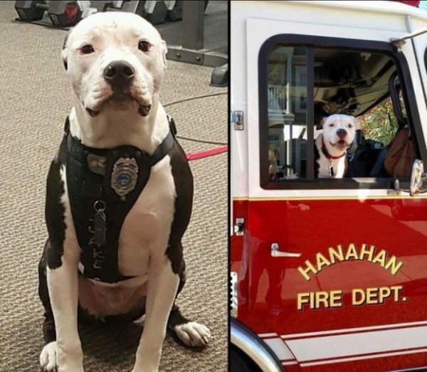   Đây là Jake, chú chó bị bỏ rơi trong một vụ cháy nhà. Những người lính đã nuôi dưỡng nó và giờ đây chú ta trở thành một nhân viên cứu hỏa  