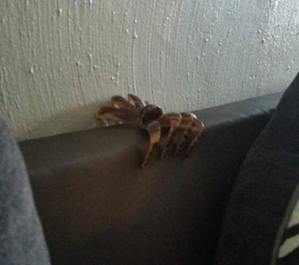   Một con nhện khổng lồ đột nhiên xuất hiện làm tôi đứng tim  