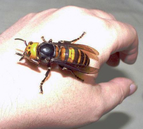 Con ong khổng lồ hay một thú chơi thú cưng mới lạ???