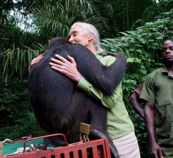   Tiến sĩ Jane Goodall và con tinh tinh của mình  