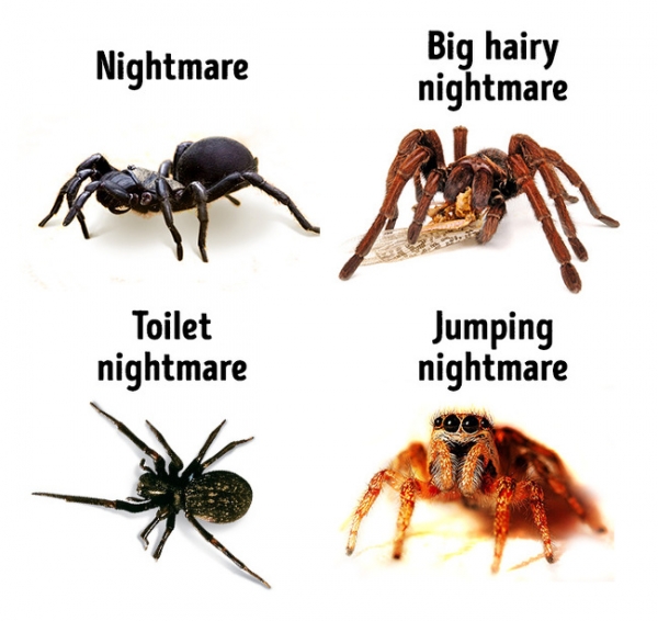 Những người sợ nhện tốt nhất không nên tới đây
