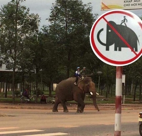   Chờ đã, họ đang ngồi trên con voi, nó không bị cấm!  